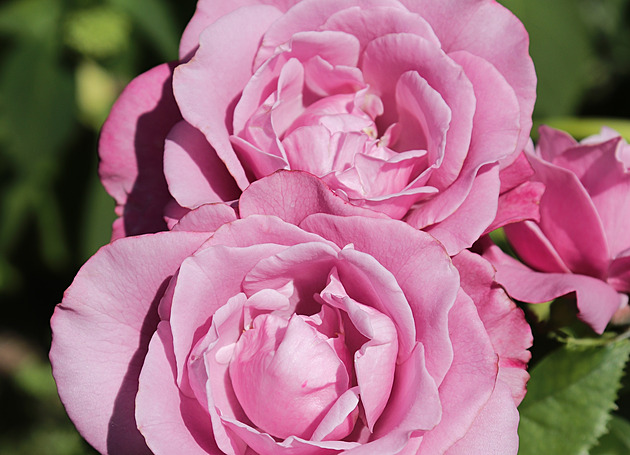 Střih růží není jen jarní práce. Podzimní péče má klíčový význam