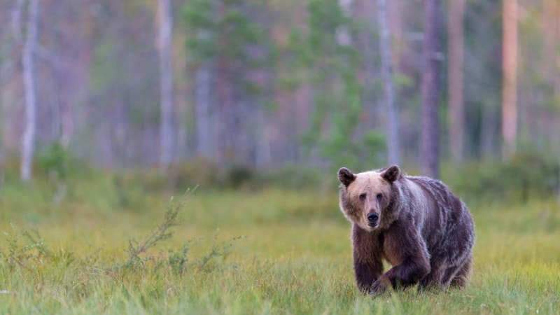 Medvědi v Česku? Někdo se jich mohl chtít zbavit, připustily úřady. Ve hře je i obecné ohrožení
