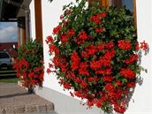 Mráz se blíží. Takhle uchráníte muškáty, aby přežily zimu