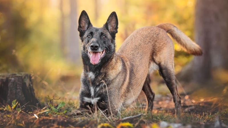 Mišunka bojuje se zhoubným nádorem. Potřebuje pomoc s nákladnou léčbou ve Vídni