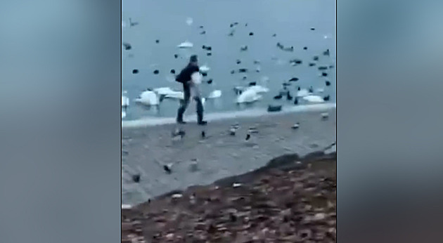 Labutě z Vltavy prodává chovatel z jihu Čech do zahraničí, tvrdí zvířecí záchranář