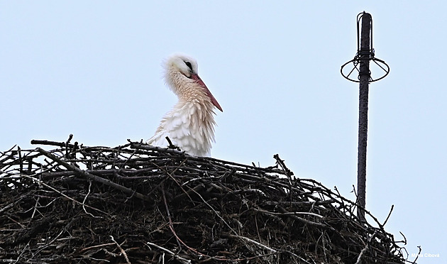 Čapí sezona začala o týden dříve, na komín v Chebu dosedla Slávka