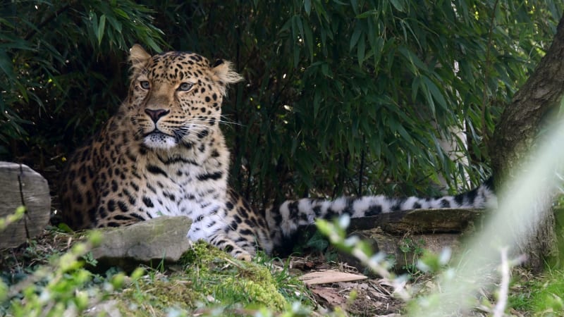 Radost v olomoucké zoo: Narodila se trojčata kriticky ohroženého levharta mandžuského