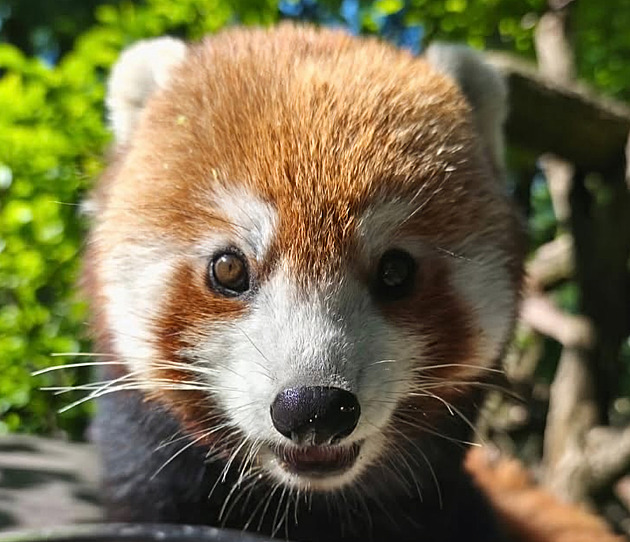 Z výběhu v brněnské zoo utekla panda červená. Nechytejte ji, volejte nám, prosí zahrada