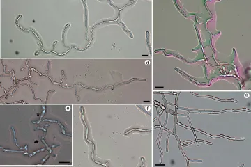 V atmosféře Venuše by mohly žít české houby, naznačuje mezinárodní studie